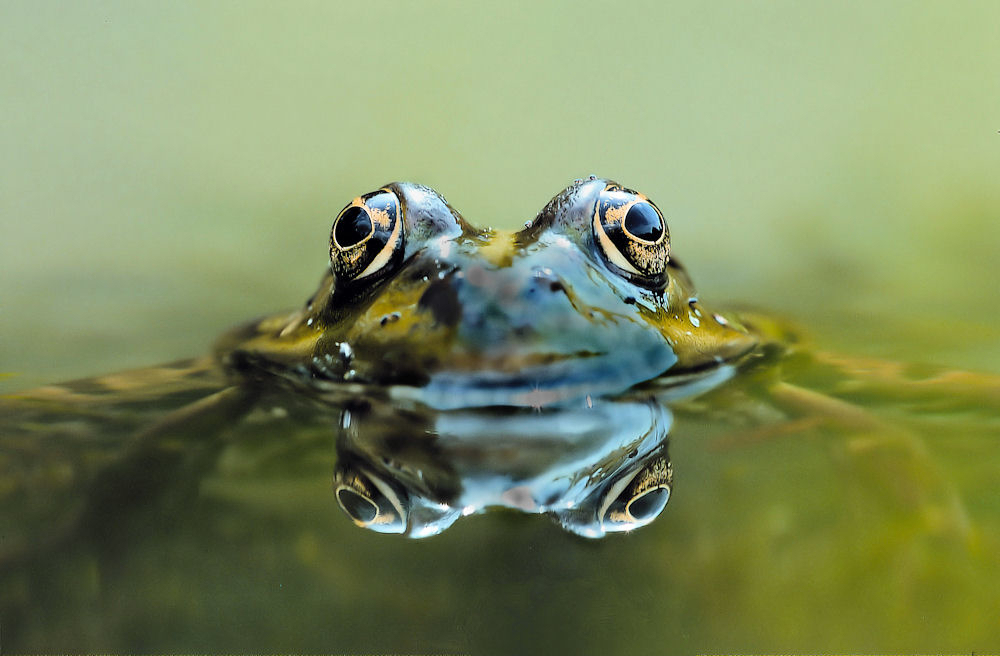 Frosch mit vier Augen