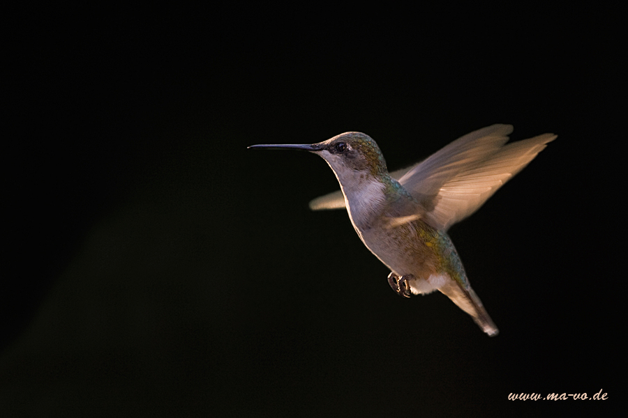 Kolibri (Trochilidae)