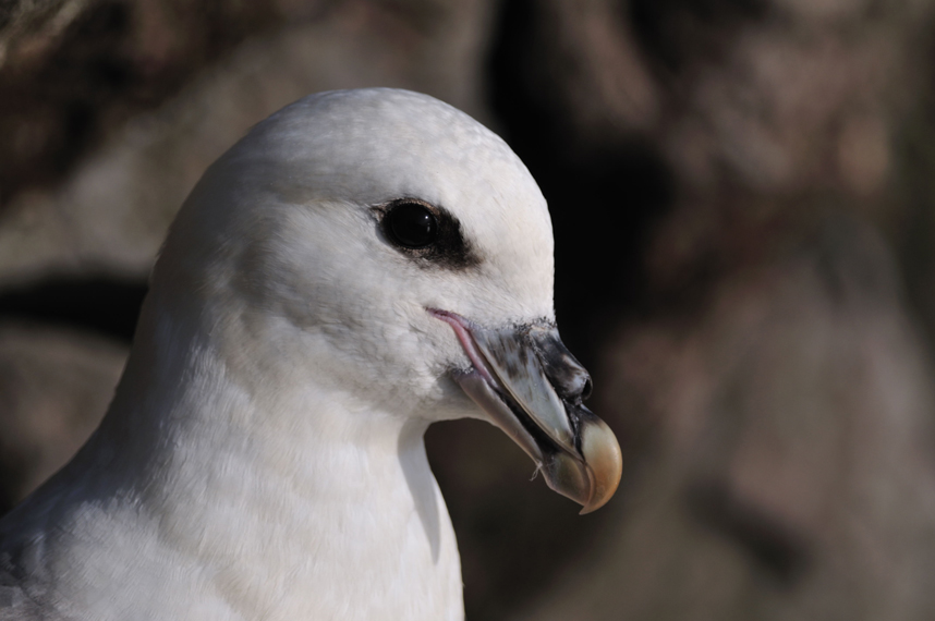 Eissturmvogel Portrait