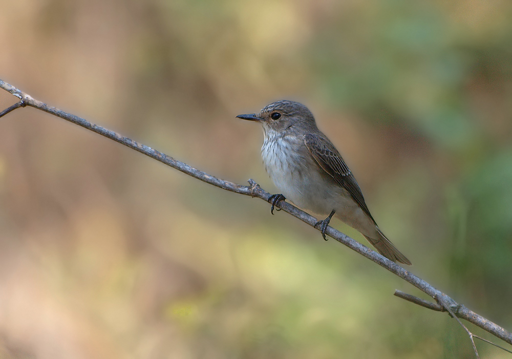 Grauschnäpper (Musicapa striata)