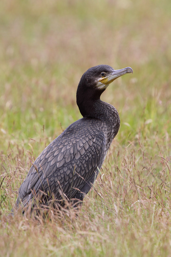 Der Kormoran in der Wiese