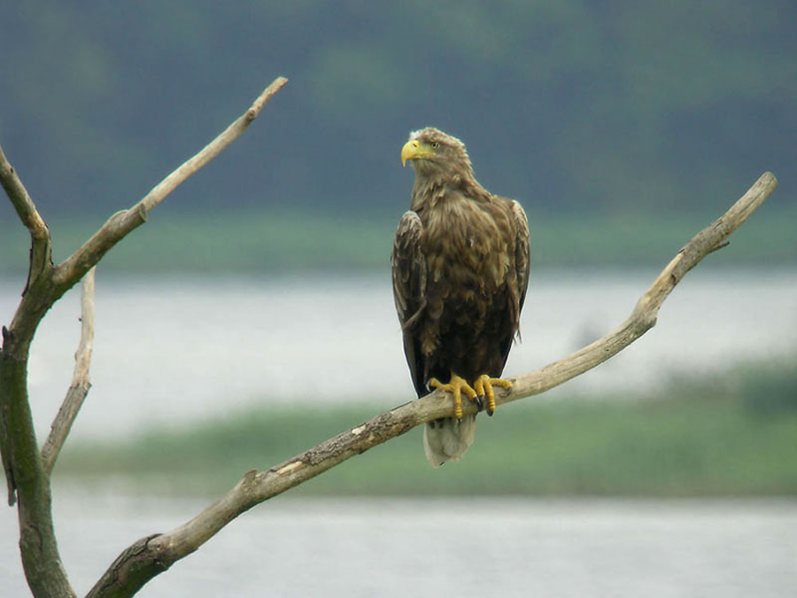 Seeadler Haliaeetus albicilla