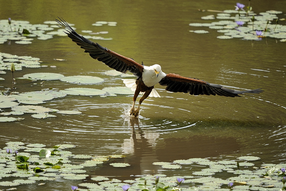 Seeadler auf der Jagd