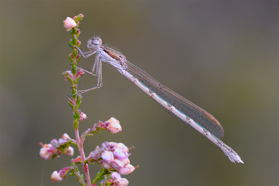 Sympecma fusca II