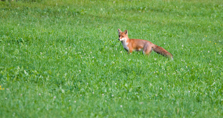 Red Fox