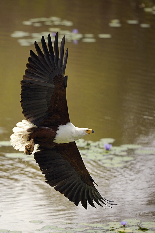 Seeadler in Seitenlage