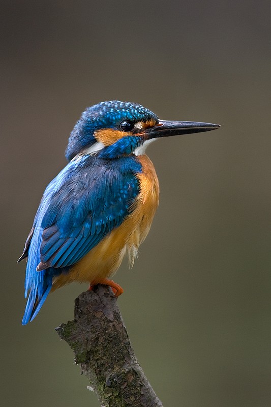 Eisvogel  in Brandenburg - Das Jahr geht zuende