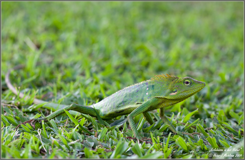 Grüner Leguan