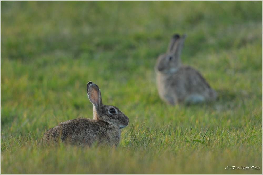 Wildkaninchen (Oryctolagus cuniculus)