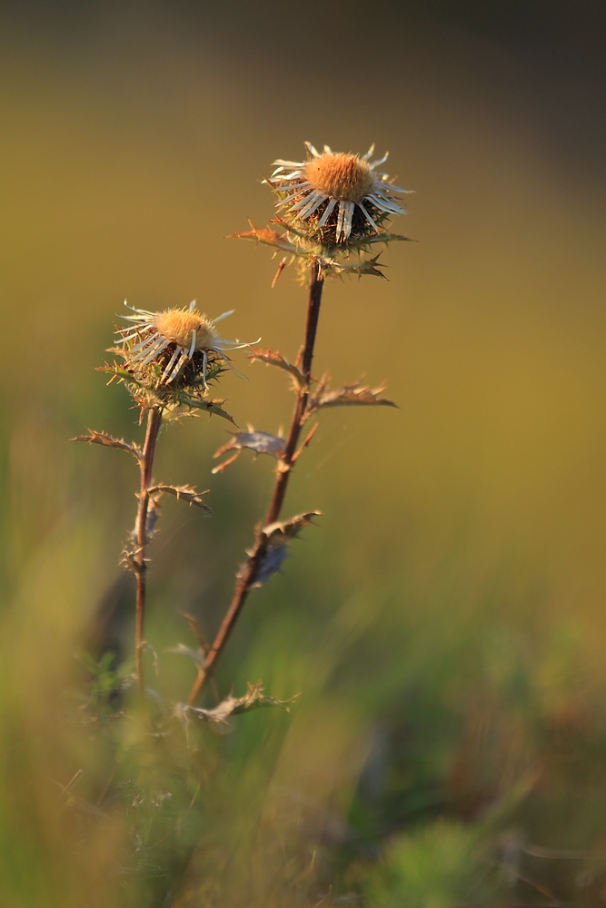 Golddistel