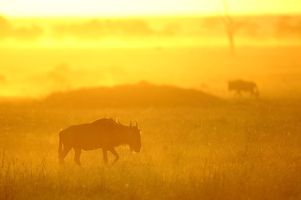 Tiere im Sonnenaufgang