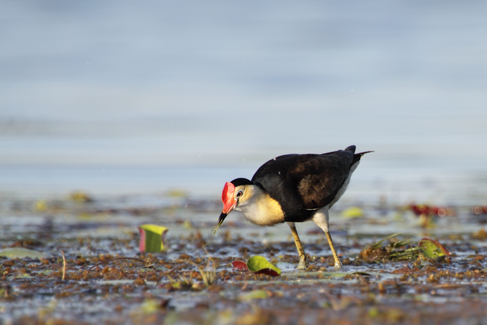 Comb-crested Jacana