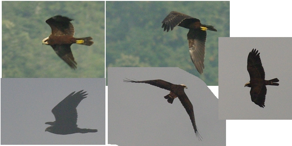 Was ist das für ein Greifvogel (Adler)