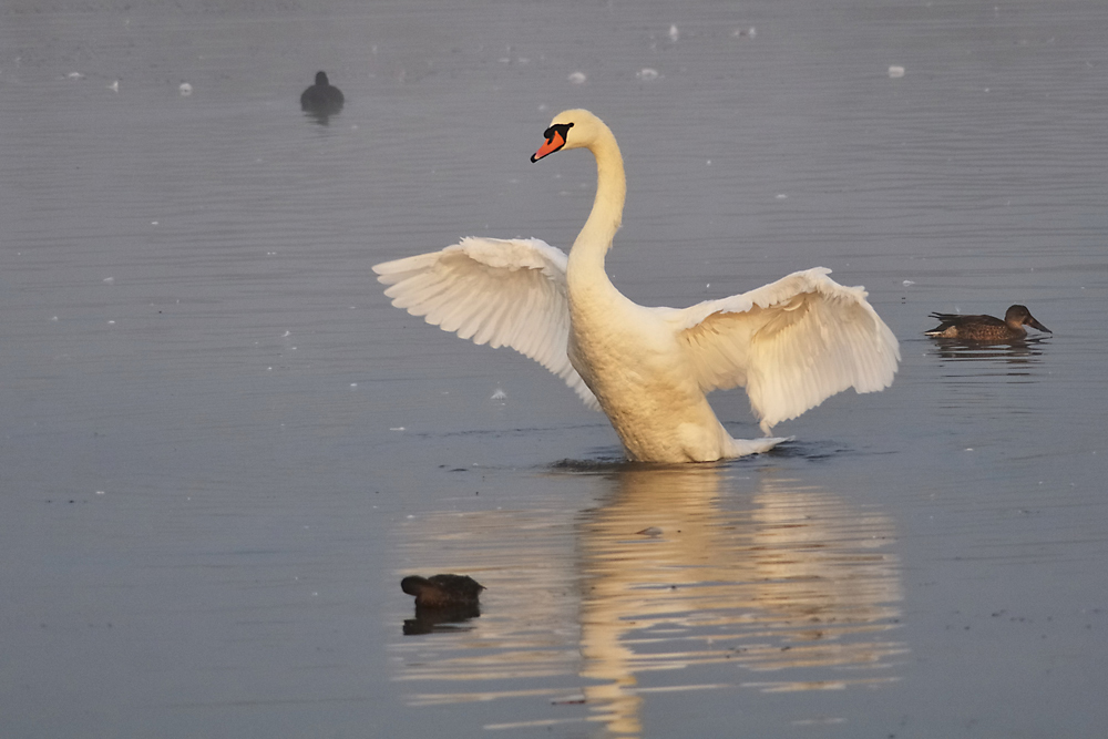 Schwan