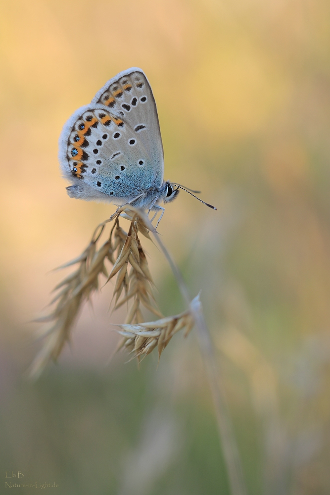 Plebeius argyrognomon III