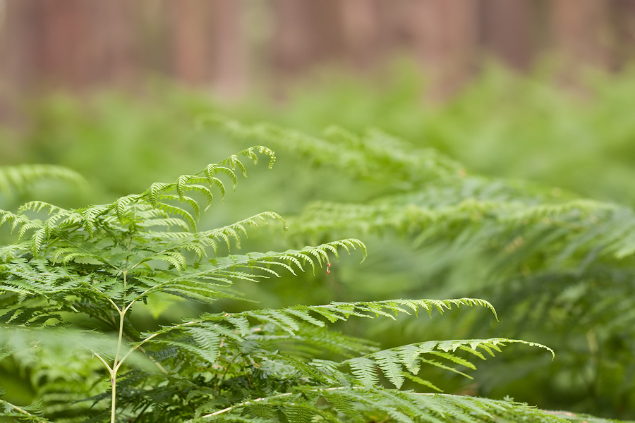 Adlerfarn (Pteridium aquilinum)