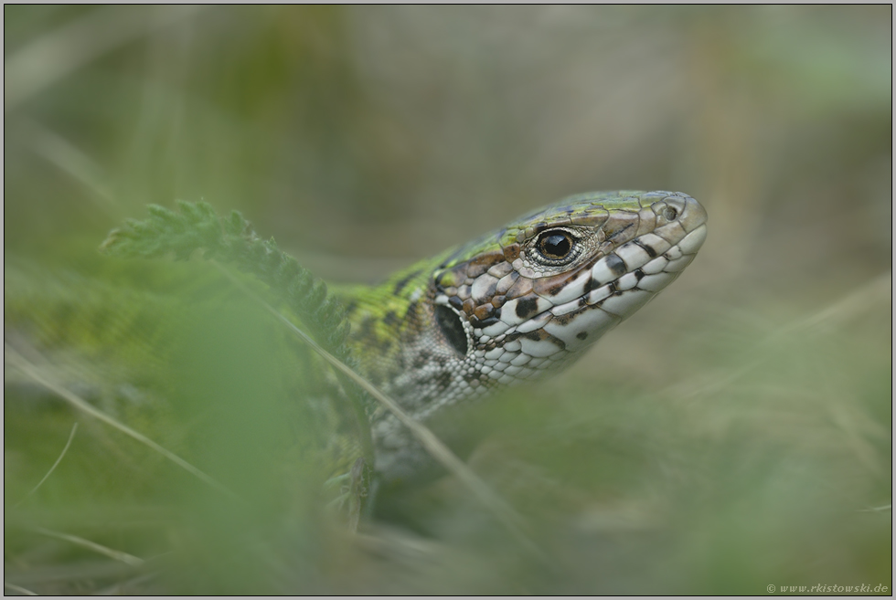 versteckt.... Smaragdeidechse *Lacerta viridis*