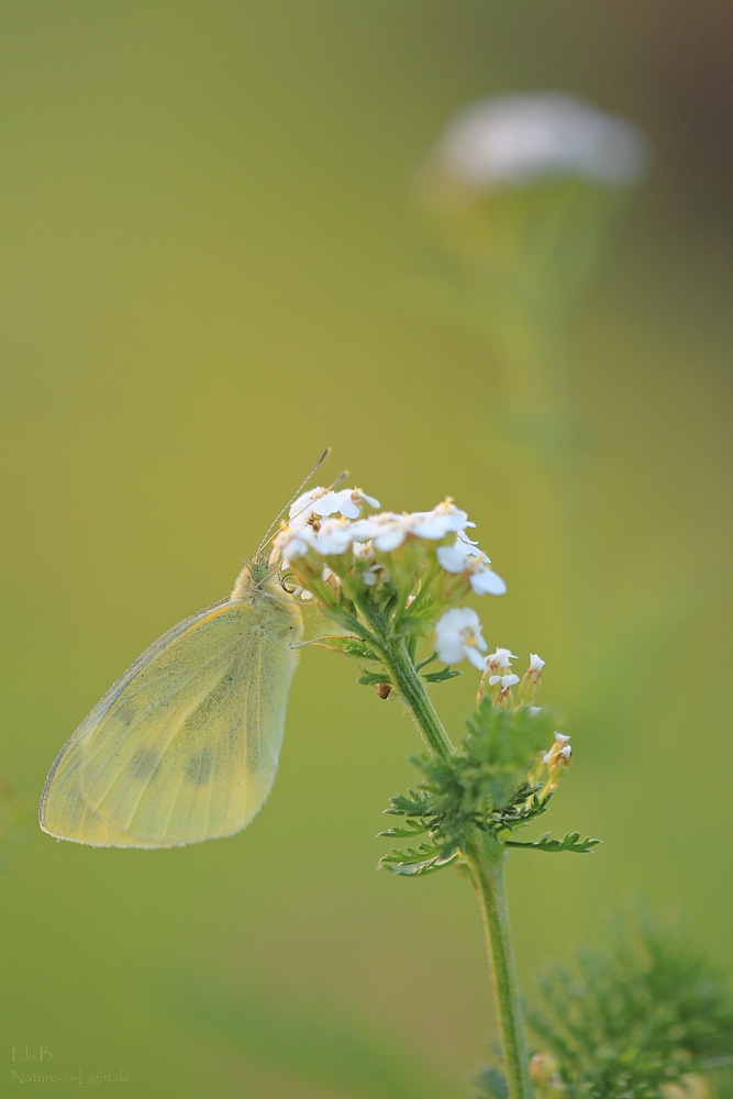 Pieris rapae