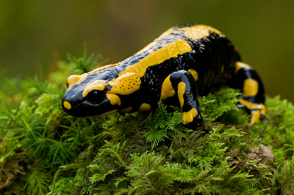 Feuersalamander