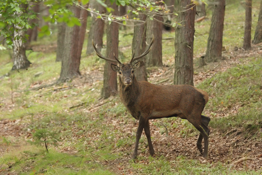 Beihirsch