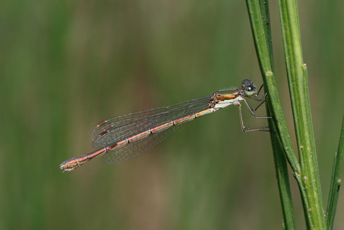 Kleine Binsenjungfer