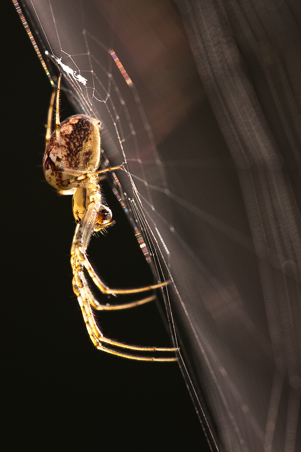 Herbstspinne (Metellina segmentata) im Gegenlicht