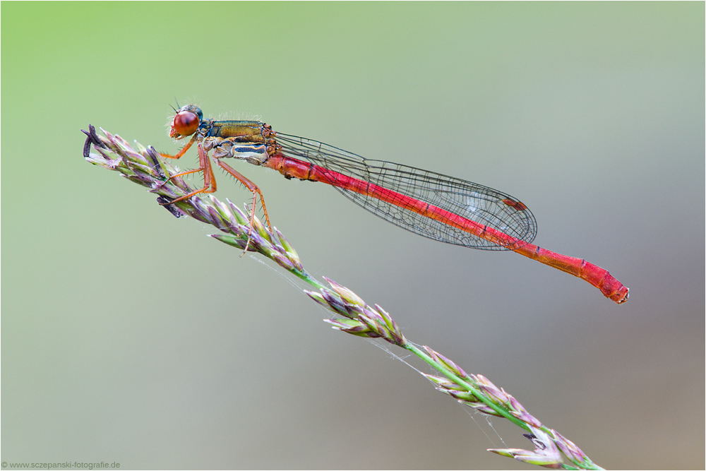 Scharlachlibelle (Ceriagrion tenellum)
