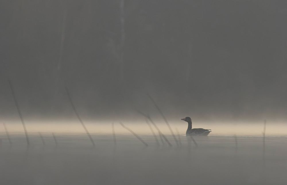 Graugans im Nebel