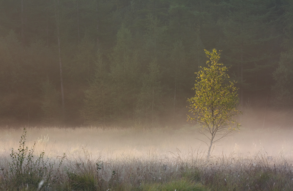 Sonnenaufgang in der Ohligser Heide