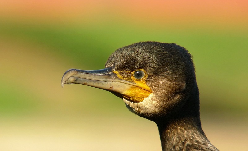 Kormoran