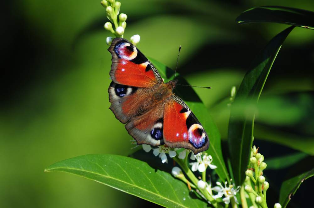 Faunauge im Spätsommer
