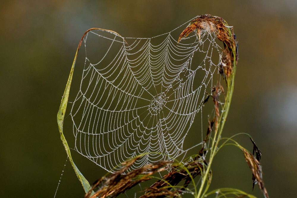 Spinnennetz mit Tau (Forum für Naturfotografen)