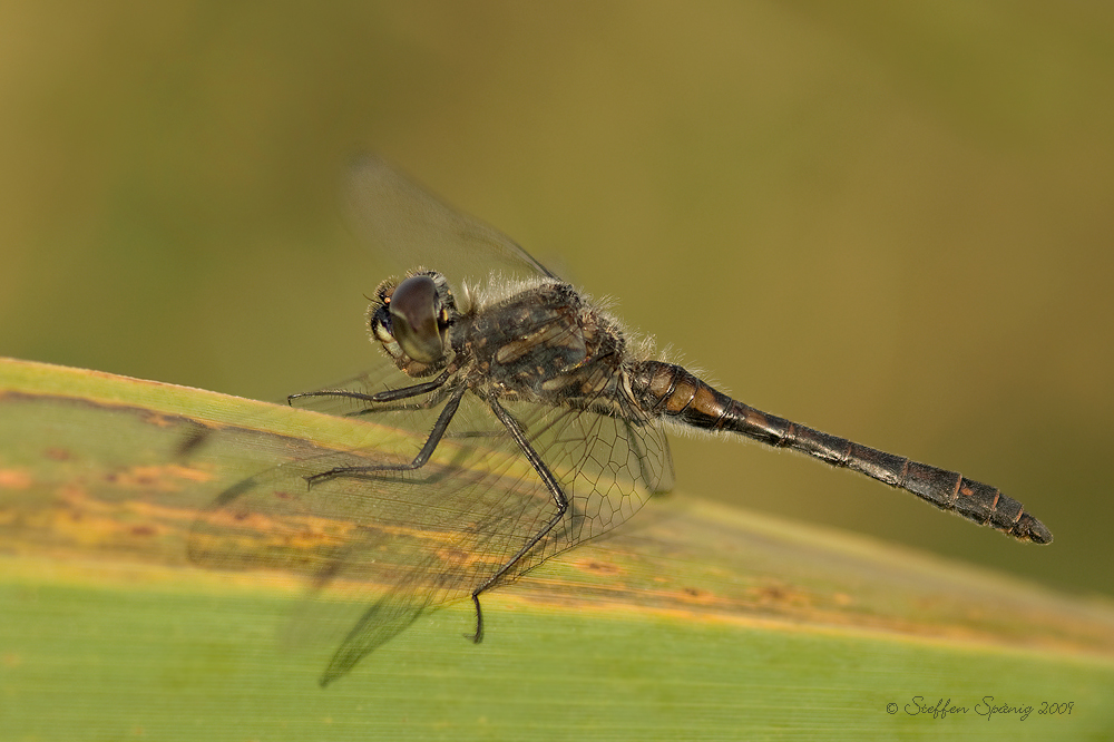 Schwarze Heidelibelle