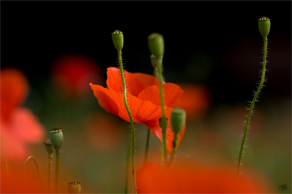 Mohn 2