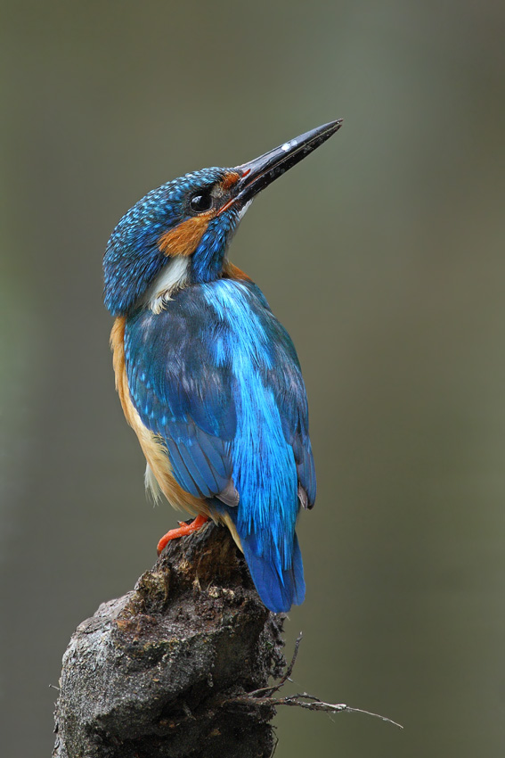 Der stolze Blick