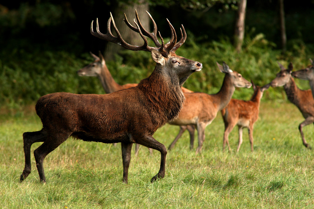 stolzes Tier (Forum für Naturfotografen)