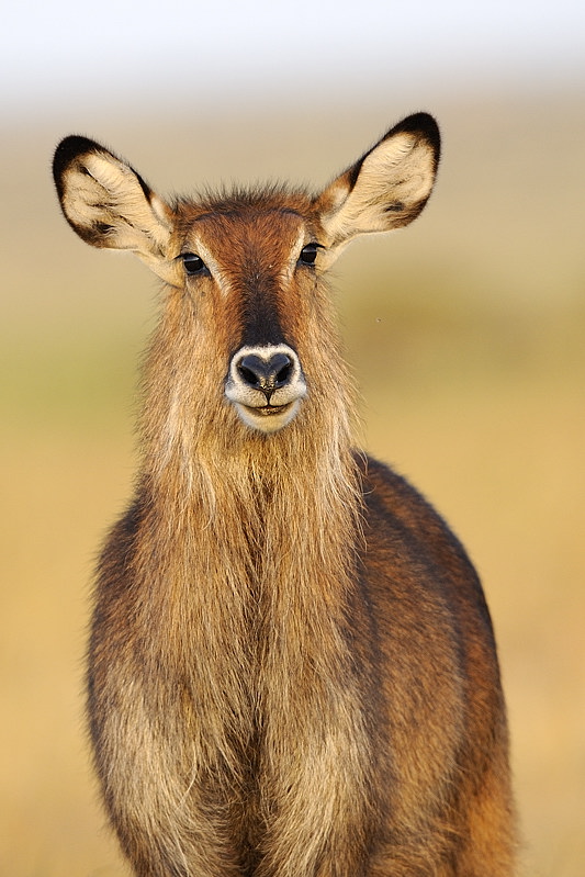 Wasserbock im Abendlicht