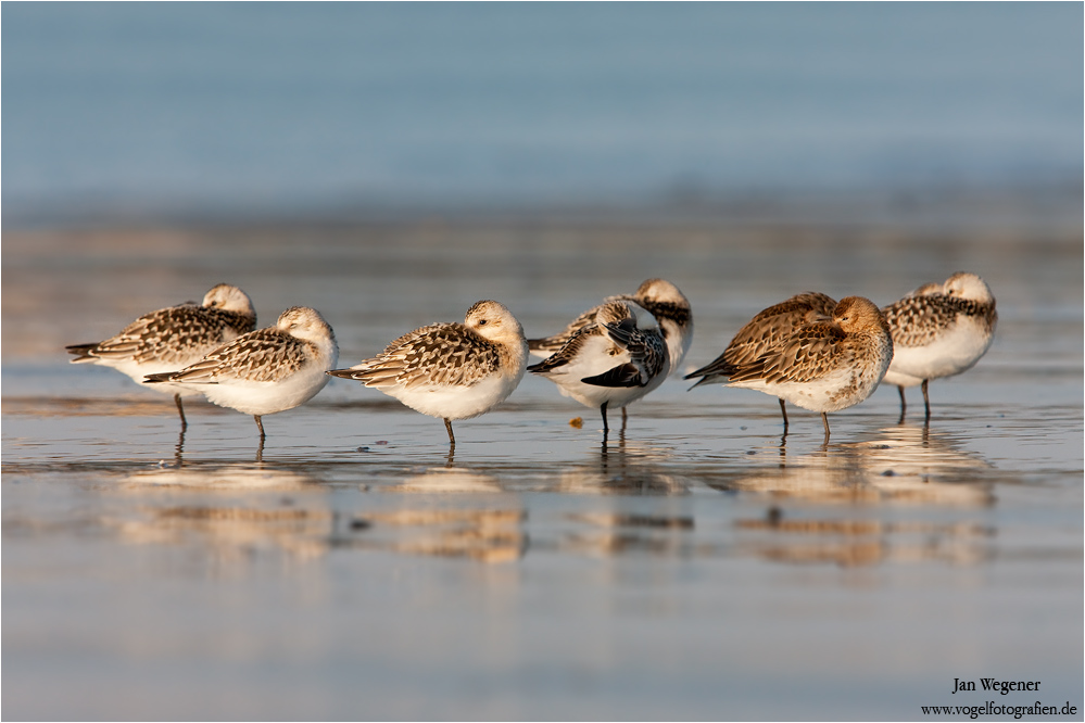 Limikolenschwarm am Strand (Calidris alba und Calidris alpina)