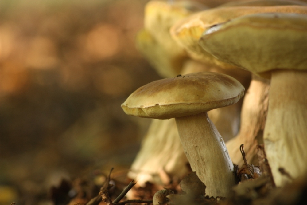 Pilz
