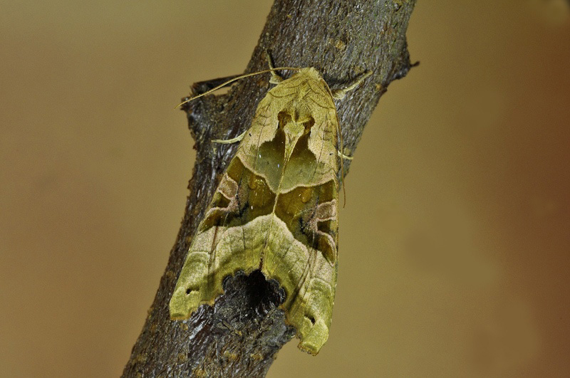 Achateule