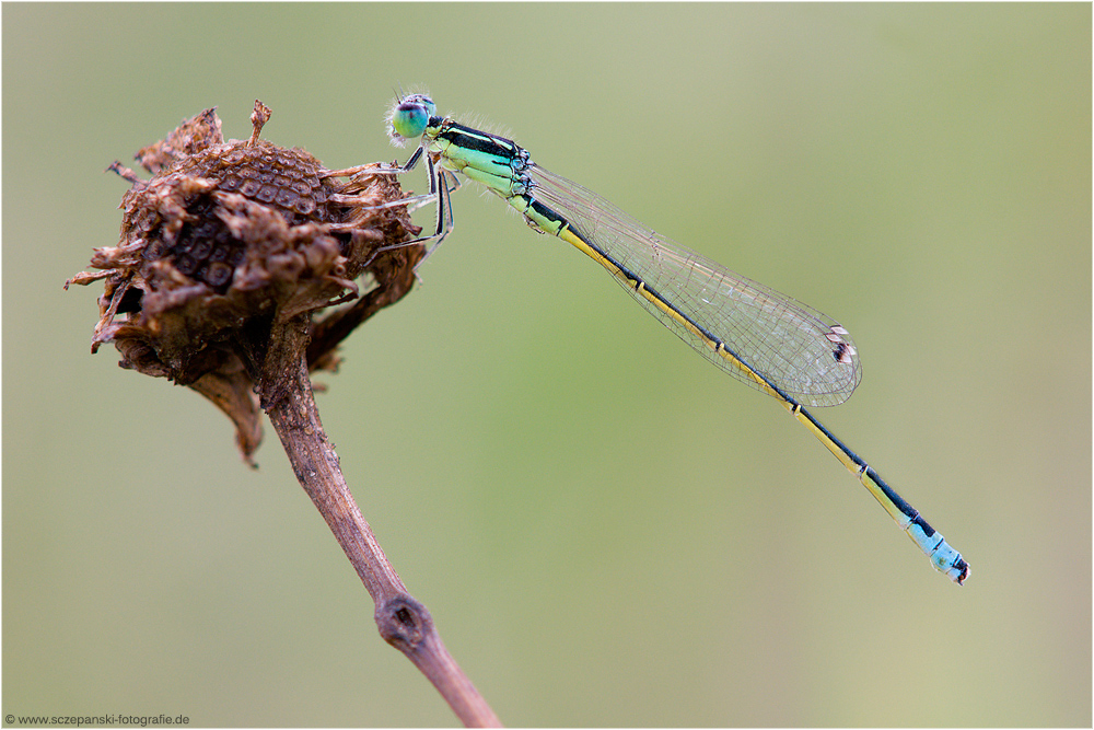 Kleine Pechlibelle (Ischnura pumilio)