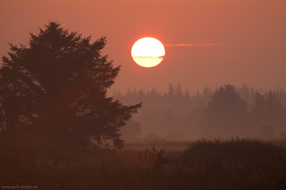 Beihirsch im Sonnenaufgang