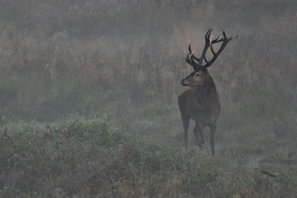 starker Beihirsch