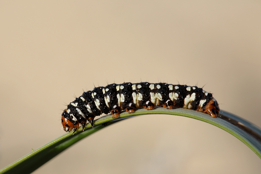 Raupe des Eulenfalters (Brithys crini)