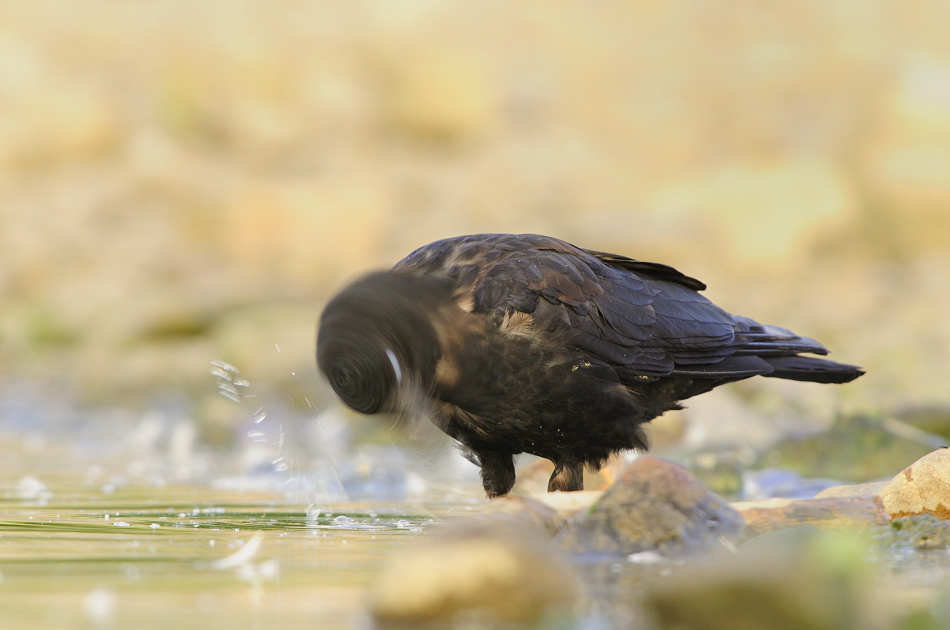Saatkrähe ( Corvus frogileus )