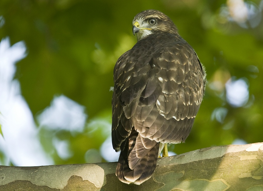 Mäusebussard