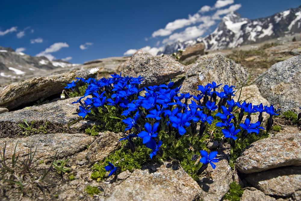 Alpine blue. Энциан. Новый энциан. Enzian. Энцианы картинки.