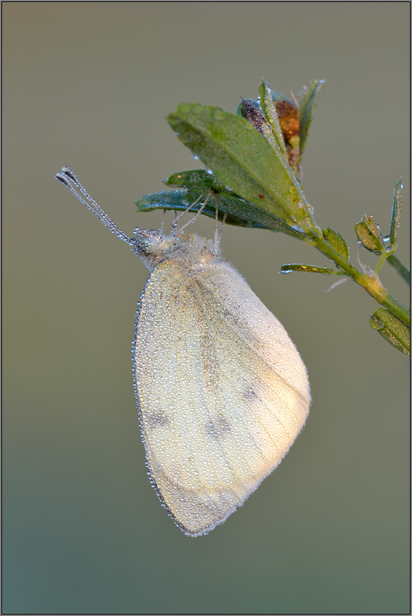 Kohlweißling im Perlenkleid