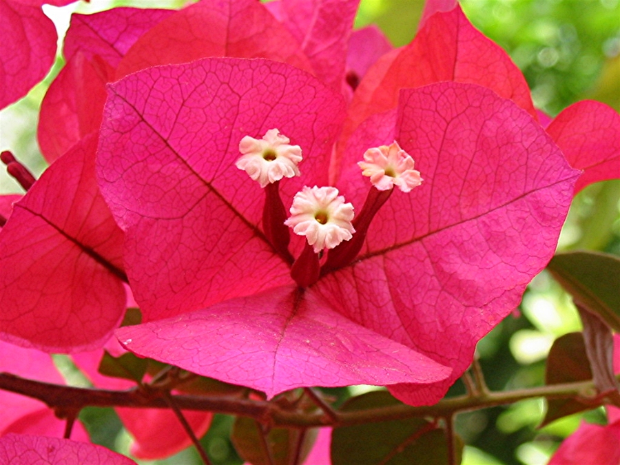 Bougainvillea