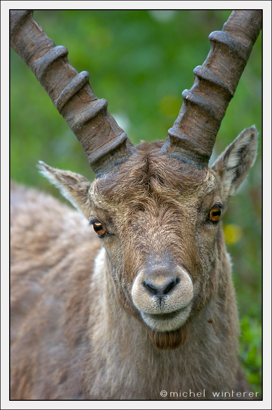 Steinbock erstmal der Letzte ;D